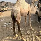 قعدان كفو بلدي
