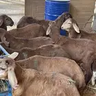 هرافا سواكن مرابي