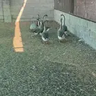 للبيع وز عراقي