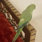 دره متكلم