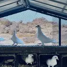 حمام فرنسي امهات