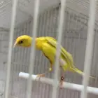 سلام عليكم للبيع كناري كوبرا