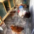 دجاج لوهمان عدد 8 حبات