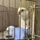جوز روز للبيع