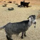 معزاء مضاريع للبيع العدد 9 مع التيس الاعمار سدس