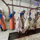 ذبايح طيبه نعيمي تيوس بلدي