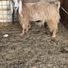 معزا مصريات دفيع