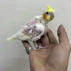 فرخ كروان لاتينو