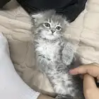 بسه شيرازي. معها مستلزماتها ب1000