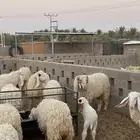 غنم نوادر صنف (موندرا)