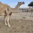 خلفه شقحا رفيعه وطويله تملا أم ستين .تحتها قعود سنها سديس ت
