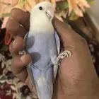 روز اليف ( تم البيع )