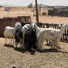 ضأن صنف وطيبه 11مع الفحل