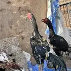 ديوك سند بيور دم صافي اجرام والوان نادره