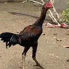 ديك شامو ألماني
