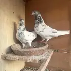 جوز بتيرا