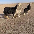 غنم نجد صنف