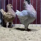 (( كنق مودينا ))