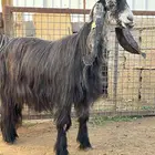 عنز عارضية صنف