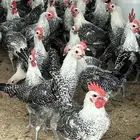 ديكه فيومي