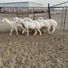 حريات