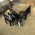 تيوس طيبه