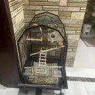 عصافير روز القفص الأبيض انثا و القفص الأسود ذكور و الأكل
