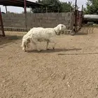 طلي فحل عيسي