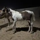 مهر شعبي 5 اشهر
