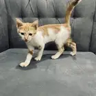 قطه 4 شهور تبني العلا.