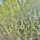 أشجار سماكات 1بوصة -3بوصه كميات فقط