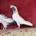 جوز بكستاني تيدي اصلي طيران شرط على السوم