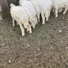 بهم فاخر تربيه((( تم البيع))