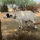 كبش فحل