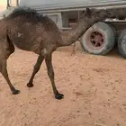 الحشو البريه النظيفه للبيع