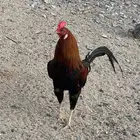 ديك مهجن باكستاني بلدي