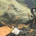 شرمب نهري برتقالي و اصفر