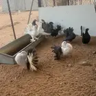 رقاص