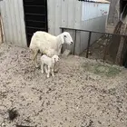 نعجه خلفه تحتها رخل جذعه. تم البيع. تم البيع