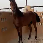 حصان واهو معسوف وطبعه زين