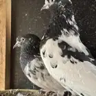 ازواج حمام باكستاني