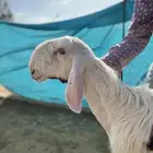 مشروع فحل عيسي