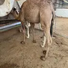 ثلاث مفاريد طايشه