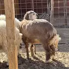 رخل حريه امها هجين حري بساكني