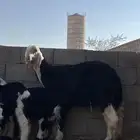 نجد صنف مقاني