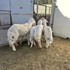 4 خرفان جذعان