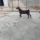 تيس رباع للبيع