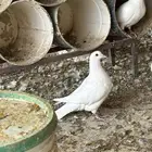 حمام فرنسي فاخر