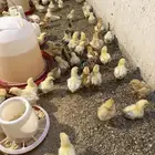 صوص لوهمان
