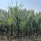 متوفر نخل الدوم عمر سنتين